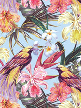 Blue Bird Postcard