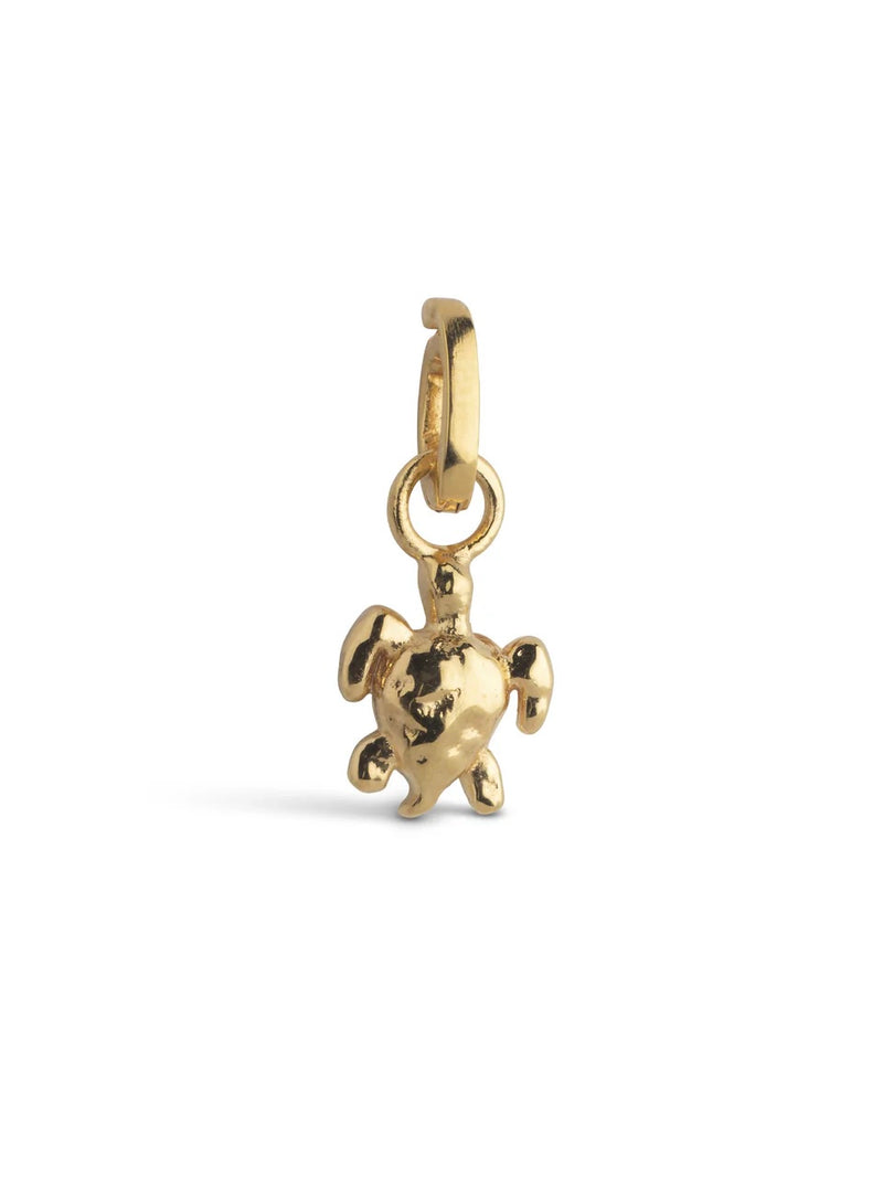 Charm, Calm Turtle